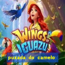 puxada do camelo jogo do bicho